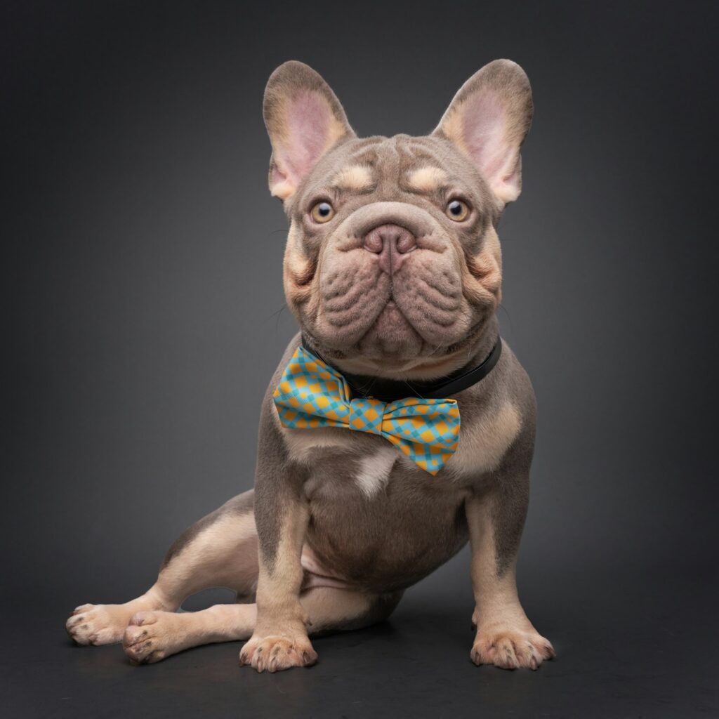 French Bulldog wearing a bow tie on a dark studio background