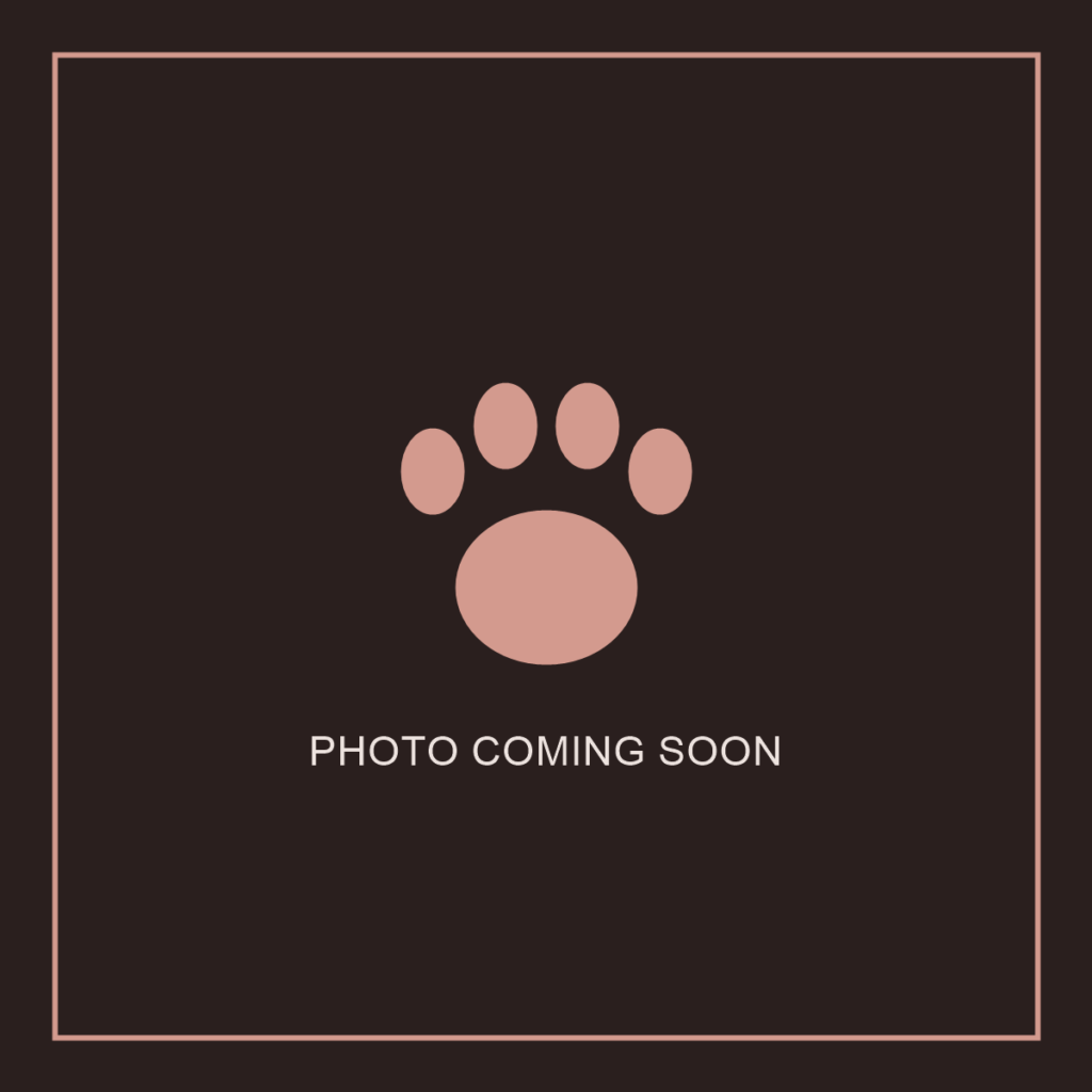 Puppy photo coming soon